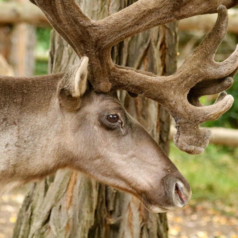 reindeer polar 3648983 1280